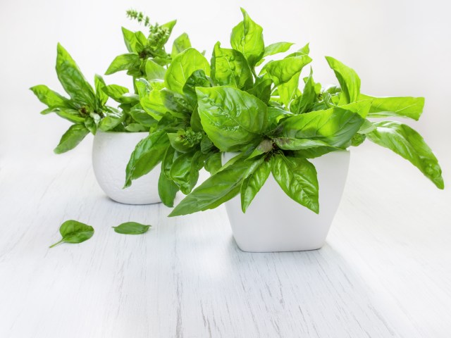 Top 5 Essential Herbs to Start Your Indoor Garden Adventure