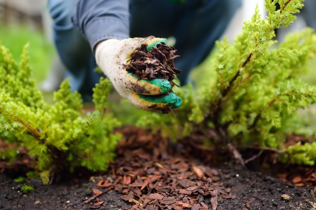 Understanding the Science of Composting: How to Get Started at Home